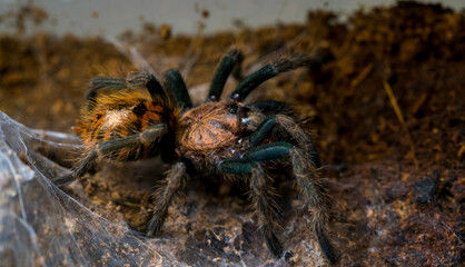 tarantula chromatopelma cyaneopubescens next to its spider web