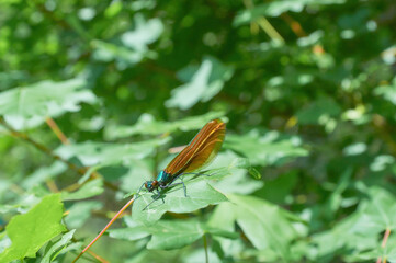 Dragonflies by the river resting on green leaves of spring vegetation