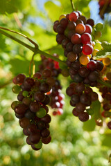 Grapevines with fruits in full summer sun