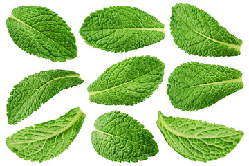 Naklejka na ściany i meble mint leaves, spearmint, isolated on white background, clipping path, full depth of field