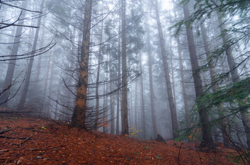 Dark foggy forest in the autumn morning.
