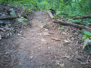 camino en el bosque