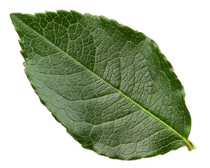 Obraz premium Rose leaves, isolated on white background, clipping path, full depth of field