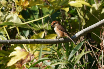 shrike on the branch