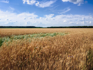 Russian field, summer landscape, cornflowers and chamomiles, ears of wheat. Summer day on a field of grass, a cloud on the blue sky. Green islet among wheat ears. A strip of forest on the horizon.