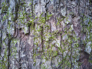 corteza, árbol, liquen, fondo, textura, escribir

