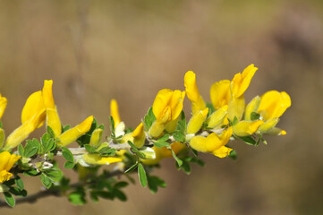 In spring (Chamaecytisus ruthenicus) blooms in nature