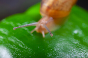 Sleazy Snail Eye on Green Pepper Background