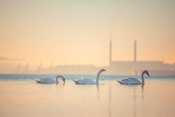 White swans in the lake, sunset shot