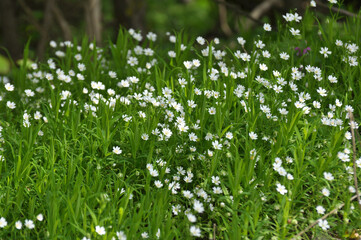 Fototapeta premium In the forest in the wild bloom Stellaria holostea