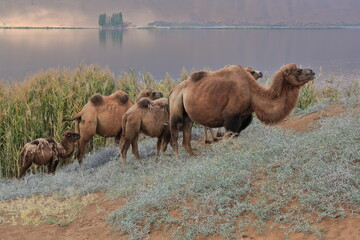 Bactrian camel group-Sumu Barun Jaran Lake reedbeds-Badain Jaran Desert-Inner Mongolia-China-1147