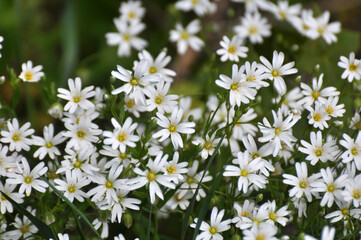 In the forest in the wild bloom Stellaria holostea