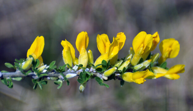 In spring (Chamaecytisus ruthenicus) blooms in nature