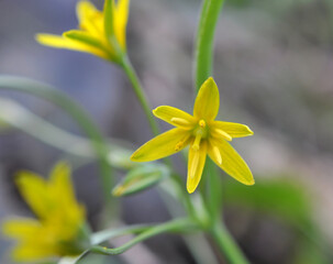 Gagea lutea blooms in the wild in the woods