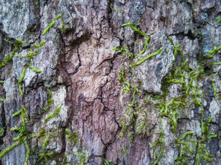 corteza, árbol, liquen, fondo, textura, escribir
