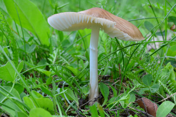 One single specimen of Hygrocybe fornicata or Earthy Waxcap mushroom
