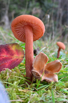 One single specimen of Waxy laccaria mushroom