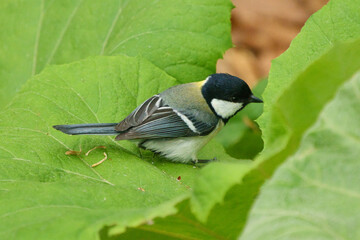 Fototapeta premium シジュウカラ
