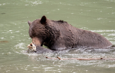 Close-up Grizzly Eating Salmon