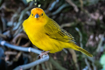 Atlantic Canary, a small Brazilian wild bird.The yellow canary Crithagra flaviventris is a small passerine bird in the finch family. 