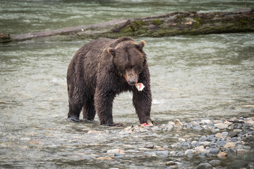 Grizzly Eating Salmon for Lunch