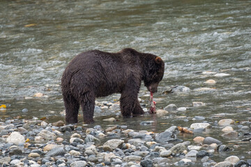 Young Grizzly with Salmon
