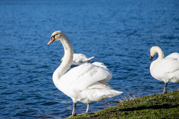 swan resting at the shore of a lake in a park