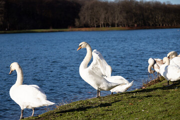 group of swans resting at the shore of a lake in a park