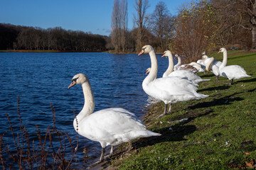 group of swans resting at the shore of a lake in a park