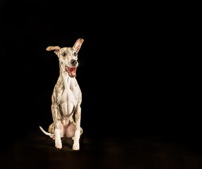 Lustiges Porträt eines Whippet-Hundes auf isoliertem schwarzen Hintergrund
