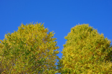 Fototapeta premium ツイン銀杏