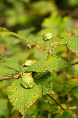 Three European tree frogs in a row resting on green blackberry leafs with green background