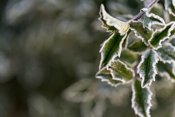 Leaves covered with frost, holly in the sunshine on a winter morning. Ice crystals at the edges of the leaves. Winter plant motif.
