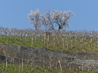 Fototapeta na wymiar Weinberge mit blühenden Mandelbäumen und Weinbergmauern