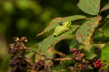 European tree frog with a fly on his back resting on a green blackberry leaf with green background
