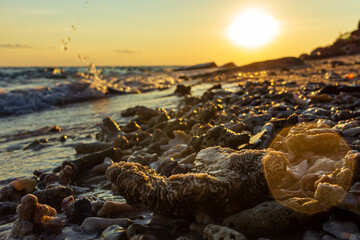 Coral close up view at beach sunset