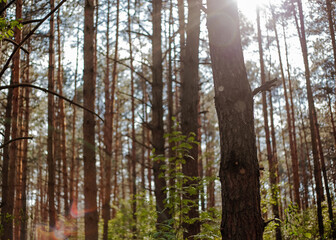 Pine forest on a sunny day.