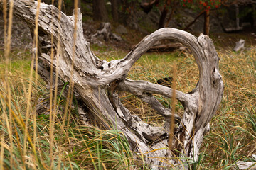 Fototapeta na wymiar Driftwood on a grassy shore