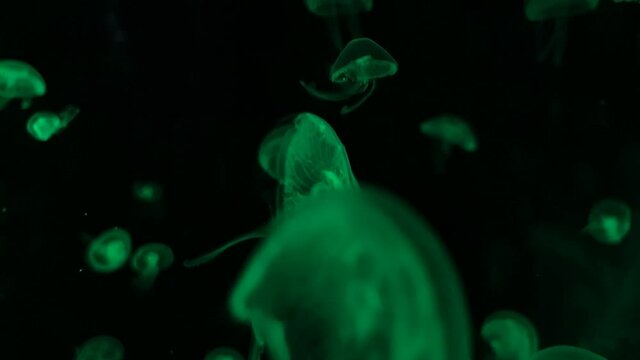 A fantastic look of a jellyfish that looks green by lighting