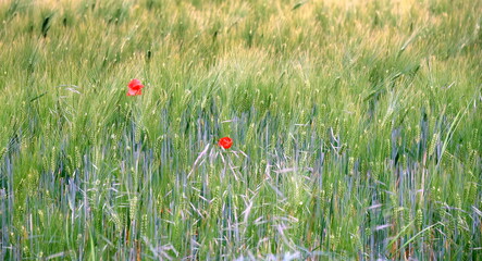 Weizenfeld mit zwei roten Mohnblumen