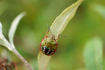Nahansicht einer Fleckigen Brutwanze