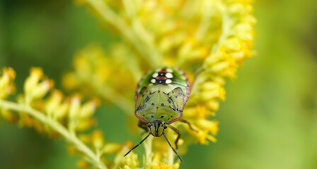 Nahansicht einer Fleckigen Brutwanze