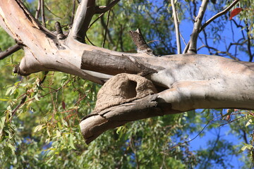horneros birds with their nests touring the park