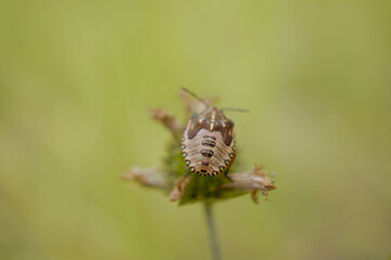Nahansicht einer Purpur Fruchtwanze
