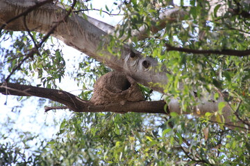 horneros birds with their nests touring the park