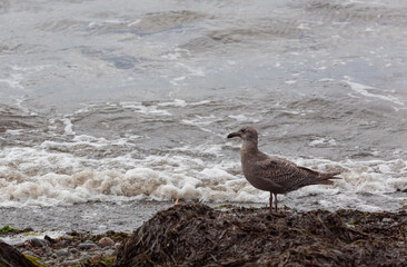 Grown chick, herring young sea gull standing on the beach in cloudy stormy day.