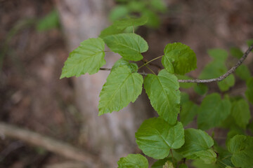 Green leaves on a tree. Summer nature background.