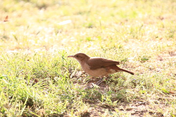 horneros birds with their nests touring the park