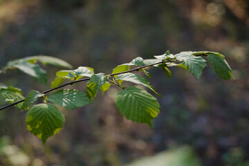 Green leaves on a tree. Summer nature background.