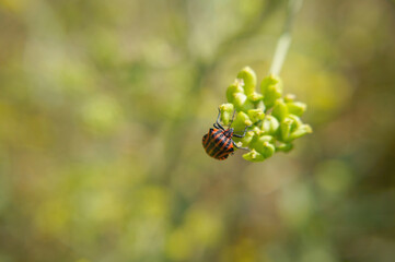 Nahansicht einer Streifenwanze